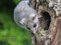 Glis_glis_rc0809