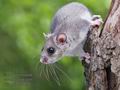 Glis_glis_rc0826