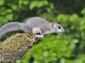 Glis_glis_rc0880