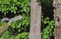 Glis_glis_rc0962