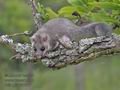 Glis_glis_rc1547