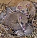 Glis_glis_rc7088