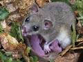 Glis_glis_rc7419