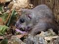 Glis_glis_rc7527