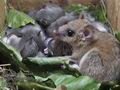 Glis_glis_rc7613