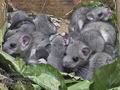 Glis_glis_rc7649