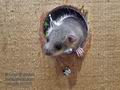 Glis_glis_rc7685