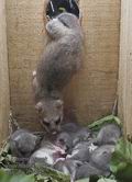 Glis_glis_rc7697