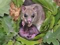 Glis_glis_rc7781