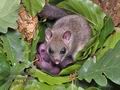 Glis_glis_rc7789