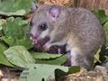 Glis_glis_rc7846