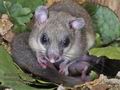 Glis_glis_rc7851