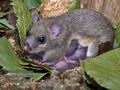 Glis_glis_rc7892