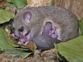 Glis_glis_rc7895