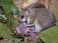 Glis_glis_rc7923