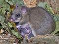 Glis_glis_rc8191