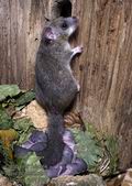 Glis_glis_rc8197