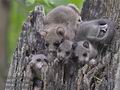 Glis_glis_rc8495