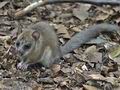 Glis_glis_rc8639