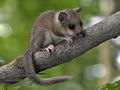 Glis_glis_rc8670