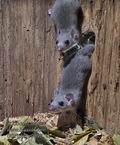 Glis_glis_rc9897