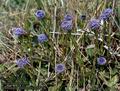 Globularia_bisnagarica_6545