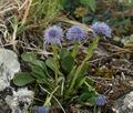 Globularia_bisnagarica_ak0739