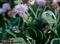 Globularia_incanescens_6547