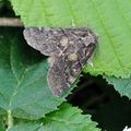 Gluphisia_crenata_bj6576