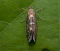 Glyphipterix_bergstraesserella_cu0175s