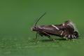 Glyphipterix_forsterella_cj5973s