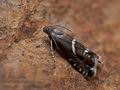 Glyphipterix_haworthana_j2766s