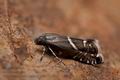 Glyphipterix_haworthana_j2789s