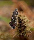 Glyphipterix_haworthana_j2806s