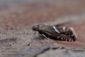 Glyphipterix_haworthana_j2966s