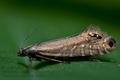 Glyphipterix_thrasonella_cj7804s