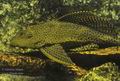 Glyptoperichthys_gibbiceps_hc8311