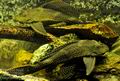 Glyptoperichthys_gibbiceps_hc8336