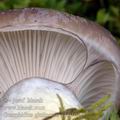 Gomphidius_glutinosus_aj0919
