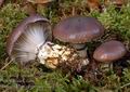 Gomphidius_glutinosus_am1762