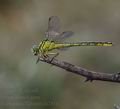 Gomphus_flavipes_al2616