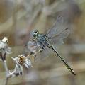 Gomphus_pulchellus_bg7596