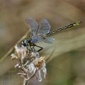 Gomphus_pulchellus_bg7601