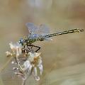 Gomphus_pulchellus_bg7606