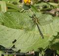 Gomphus_vulgatissimus_aa8035