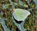 Gonepteryx_cleopatra_bt8569