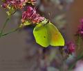 Gonepteryx_cleopatra_bx3618
