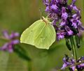 Gonepteryx_rhamni_bu4862