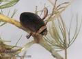 Graphoderus_bilineatus_11588