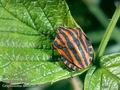 Graphosoma_lineatum_2802